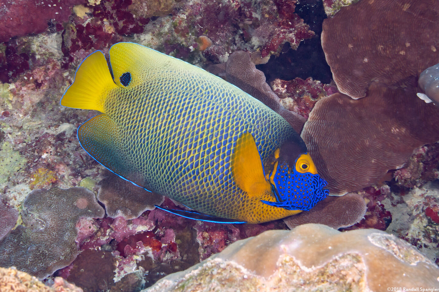 Pomacanthus xanthometopon (Yellow-Mask Angelfish)