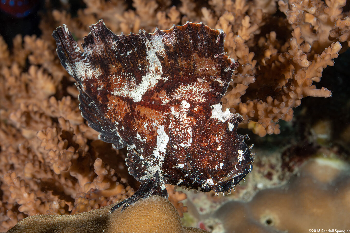 Taenianotus triacanthus (Leaf Scorpionfish)