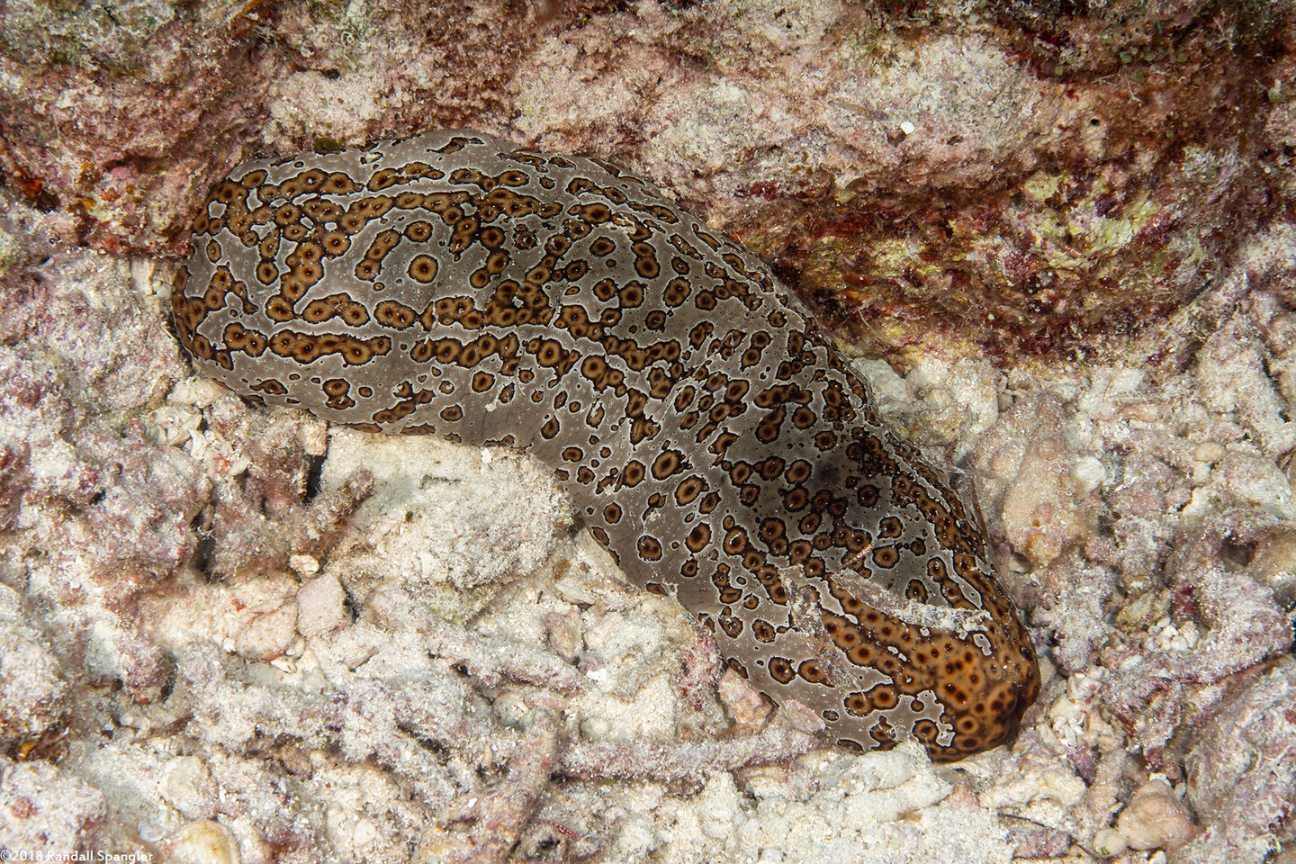 Bohadschia argus (Argus Sea Cucumber)