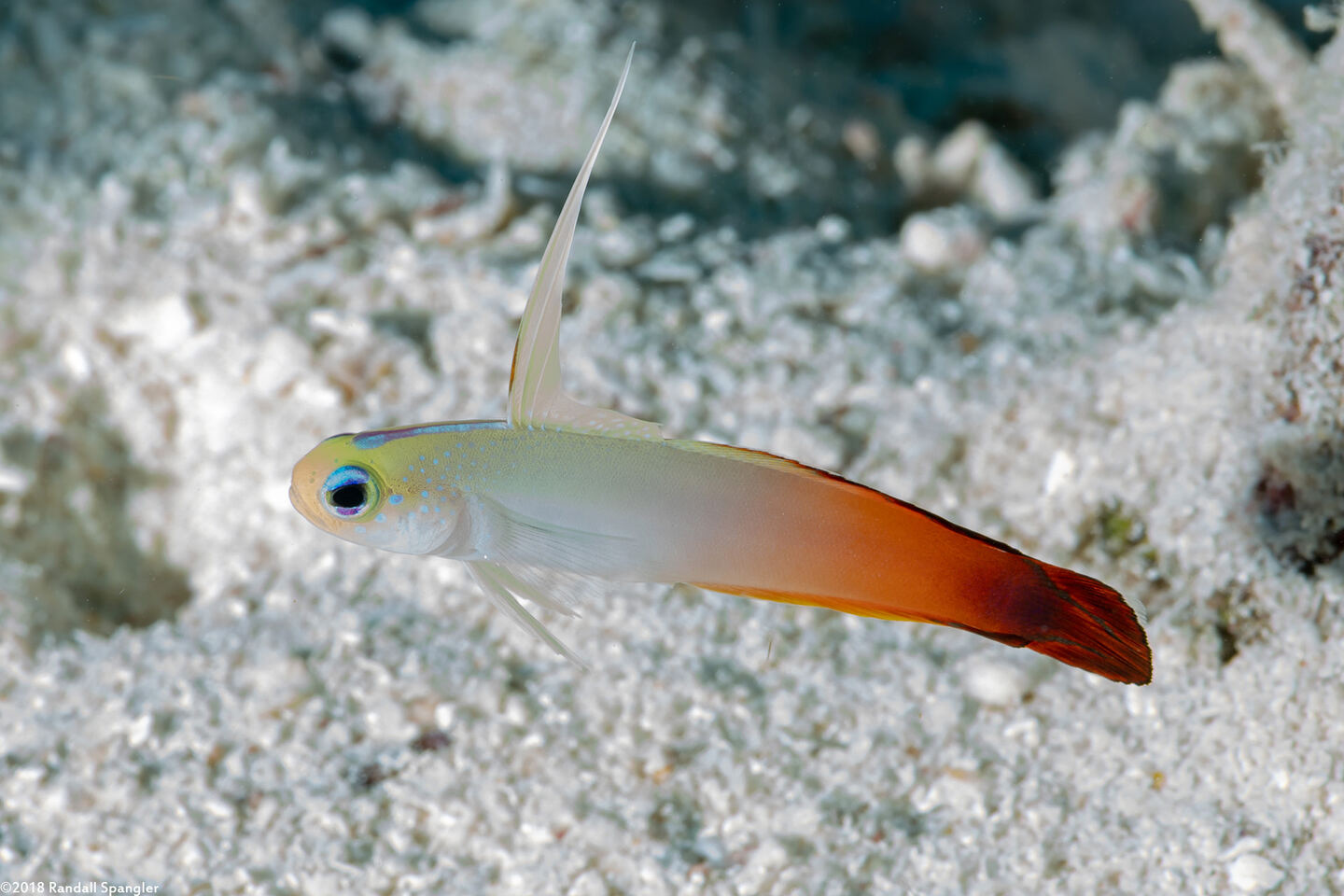 Nemateleotris magnifica (Fire Dartfish)