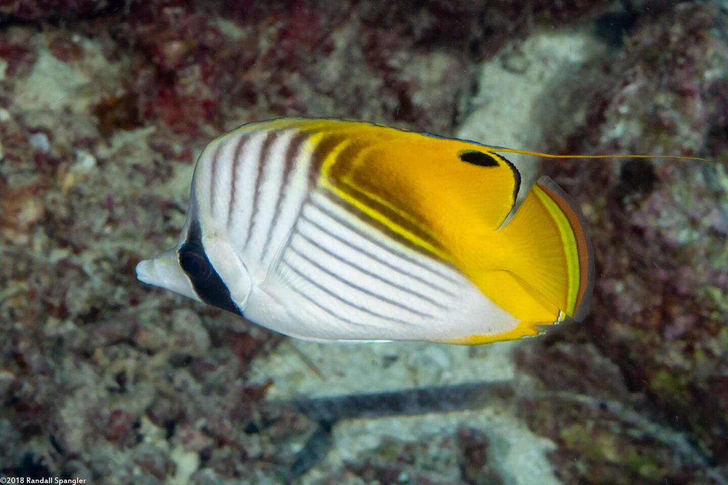 Chaetodon auriga (Threadfin Butterflyfish)