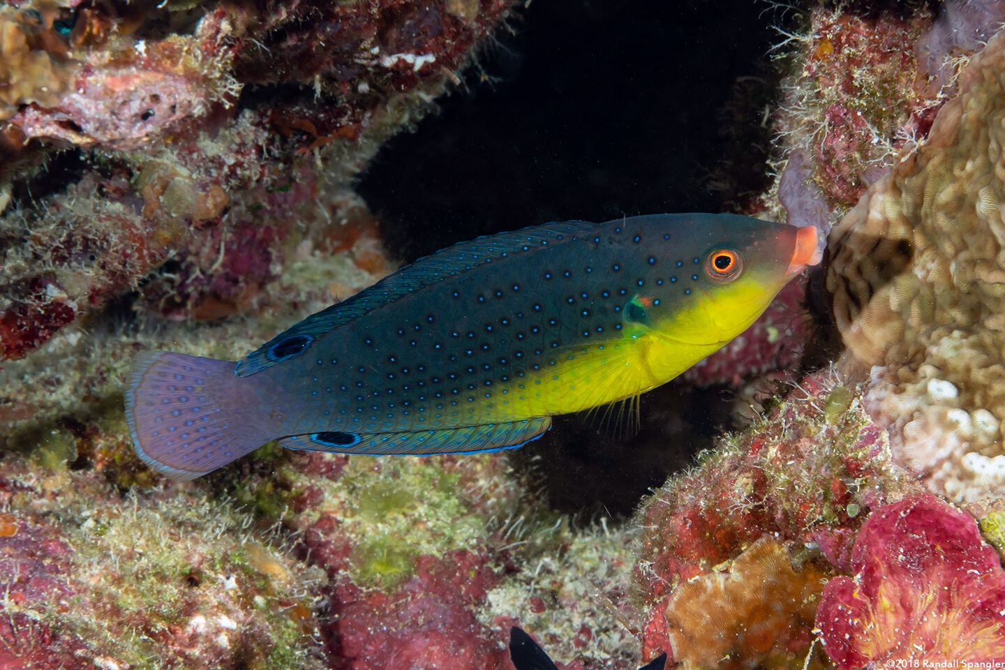Anampses twistii (Yellow-Breasted Wrasse)