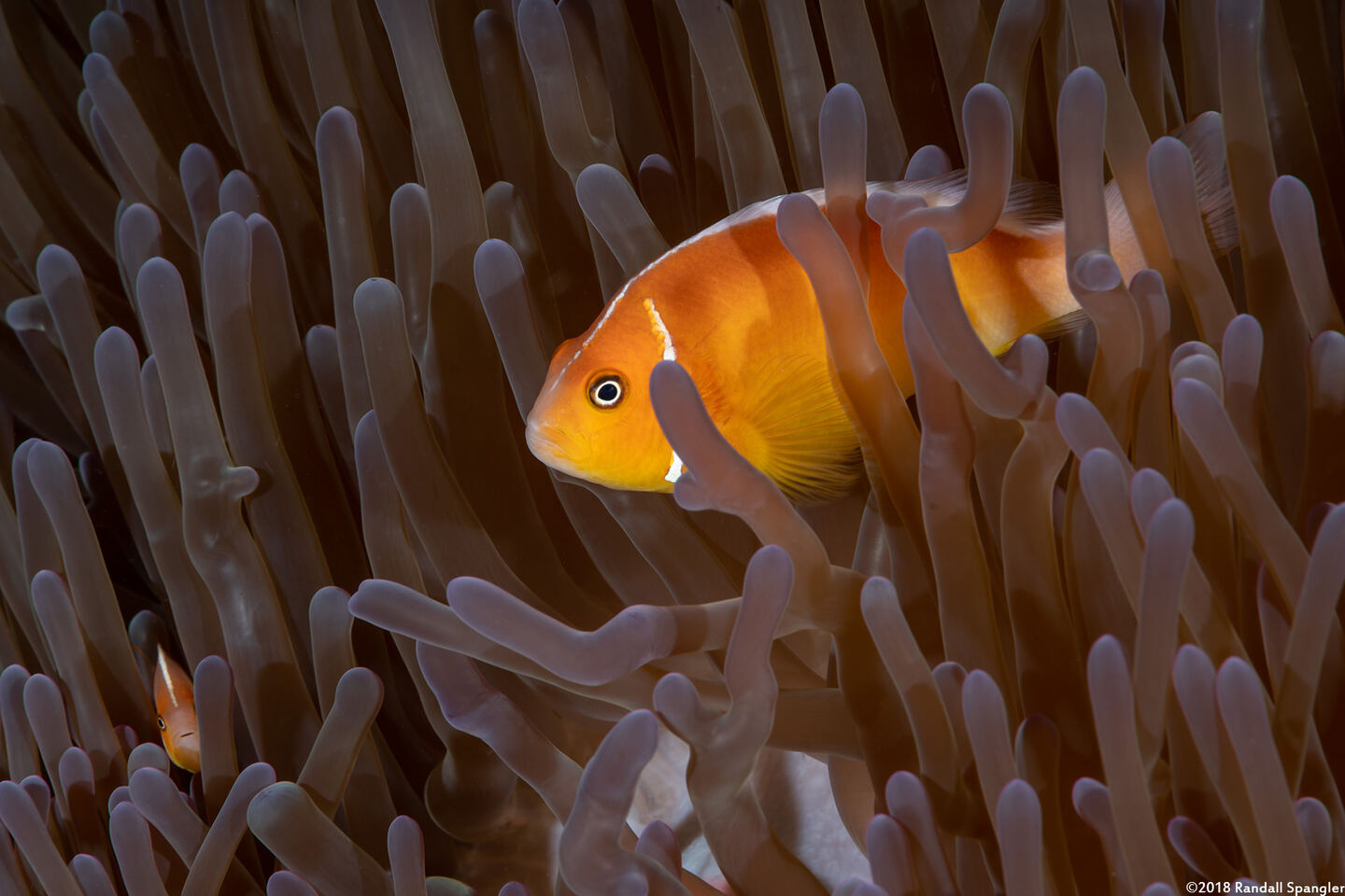 Amphiprion perideraion (Pink Anemonefish)