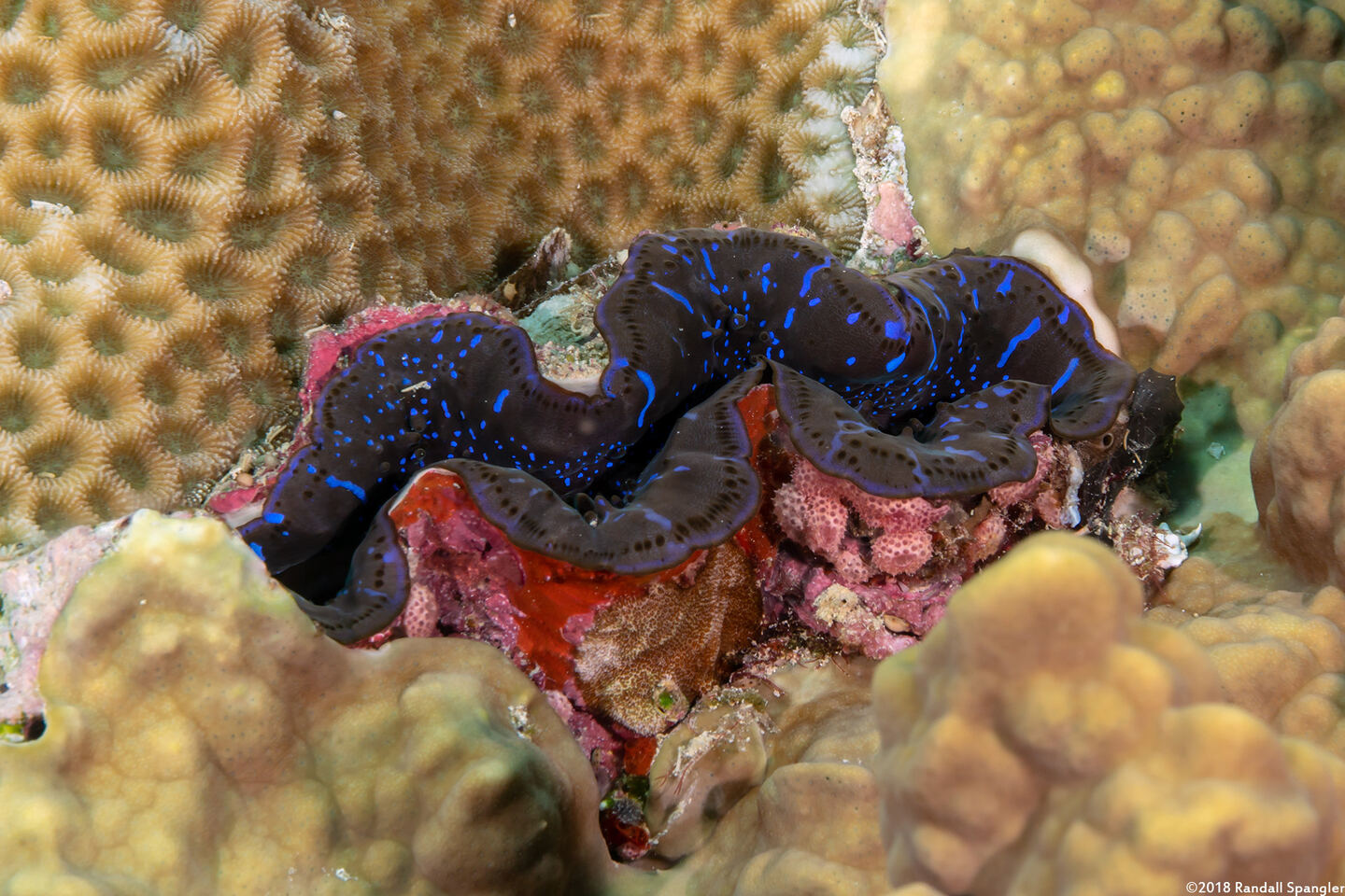Tridacna crocea (Boring Giant Clam)