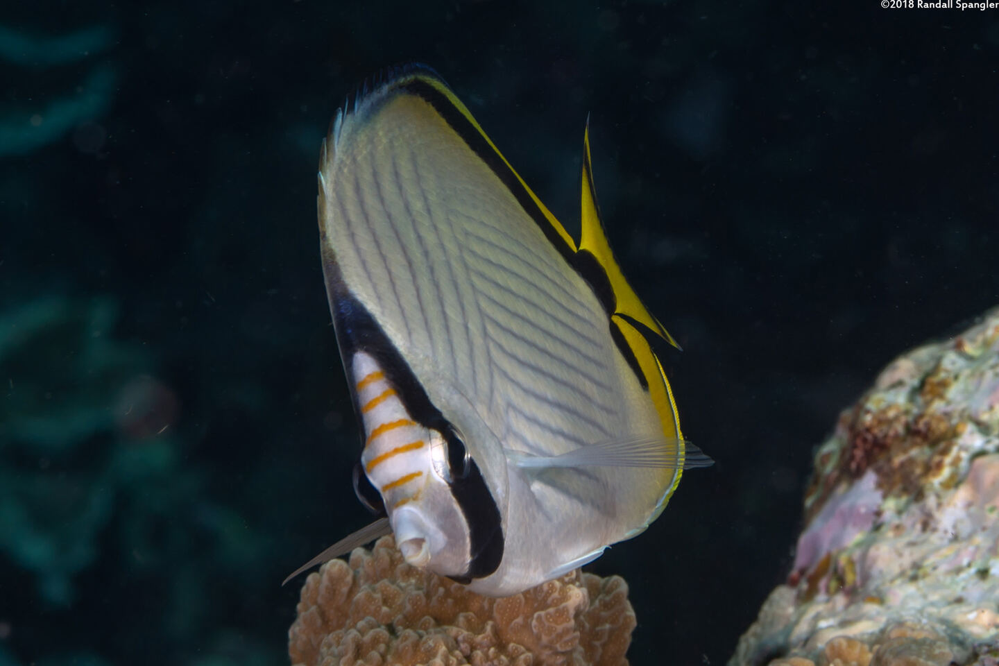Chaetodon vagabundus (Vagabond Butterflyfish)