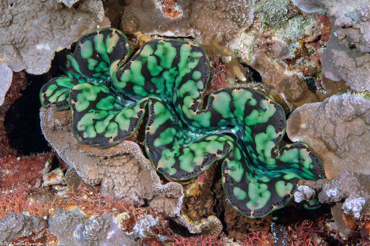 Tridacna crocea (Boring Giant Clam)