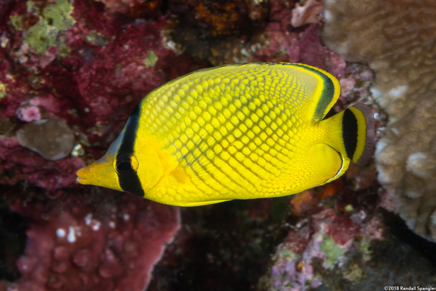 Chaetodon rafflesii (Latticed Butterflyfish)