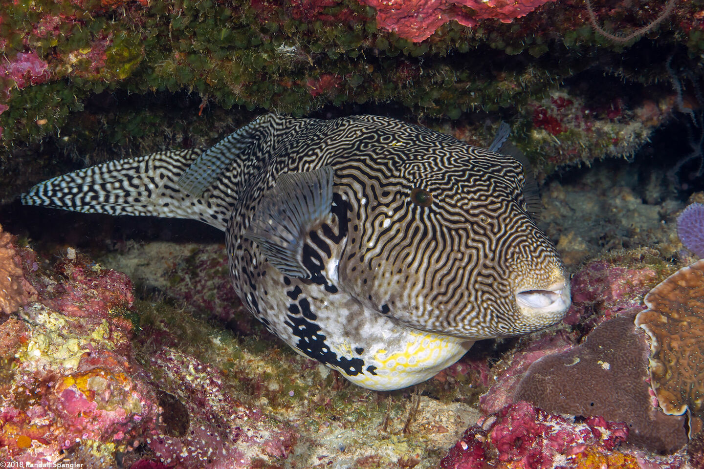 Arothron mappa (Map Puffer)