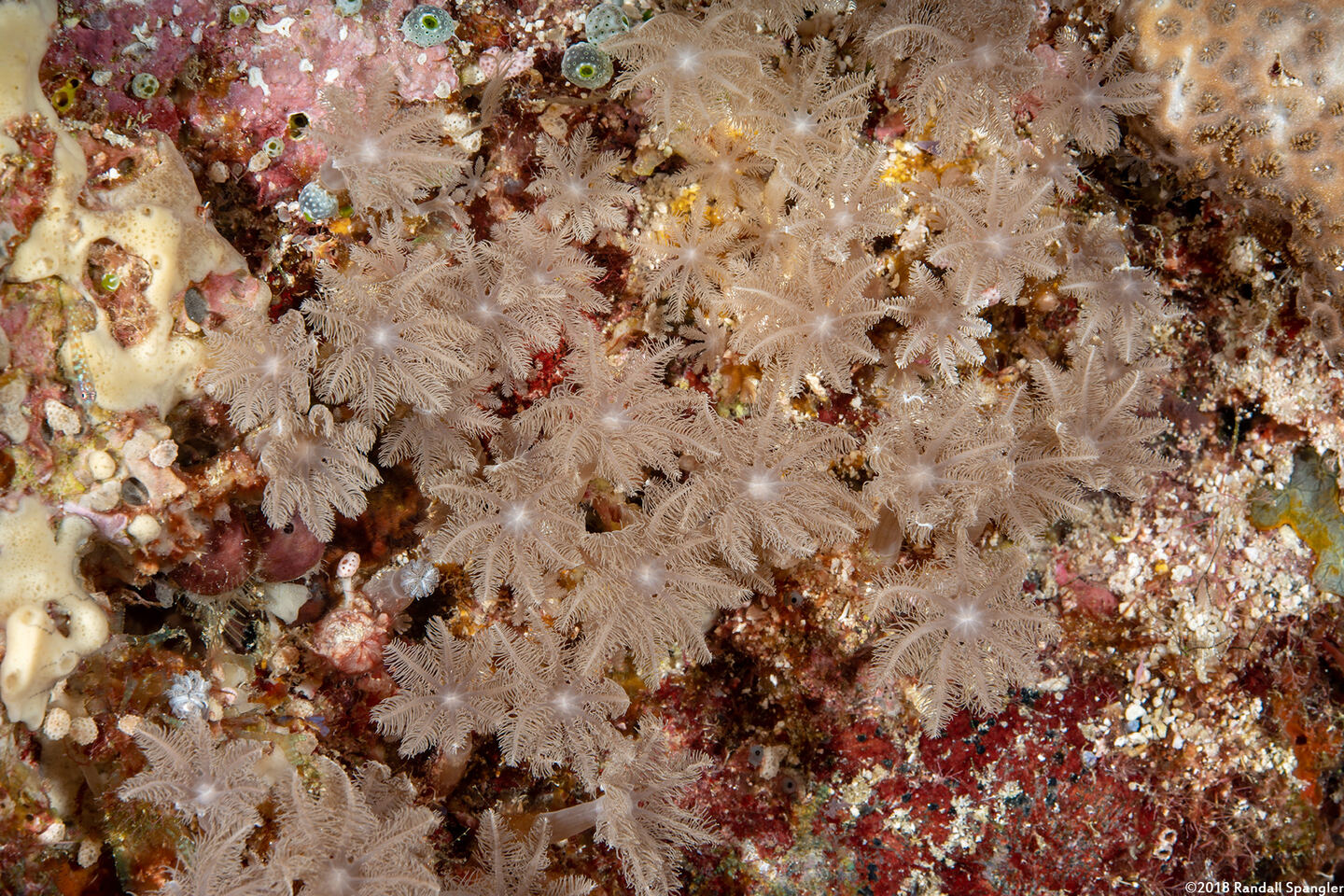 Clavularia sp.1 (Clavularia sp.1)