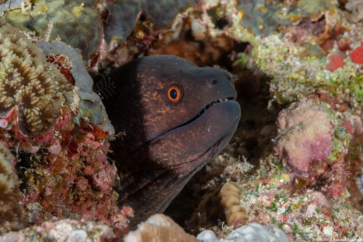 Gymnothorax flavimarginatus (Yellowmargin Moray)