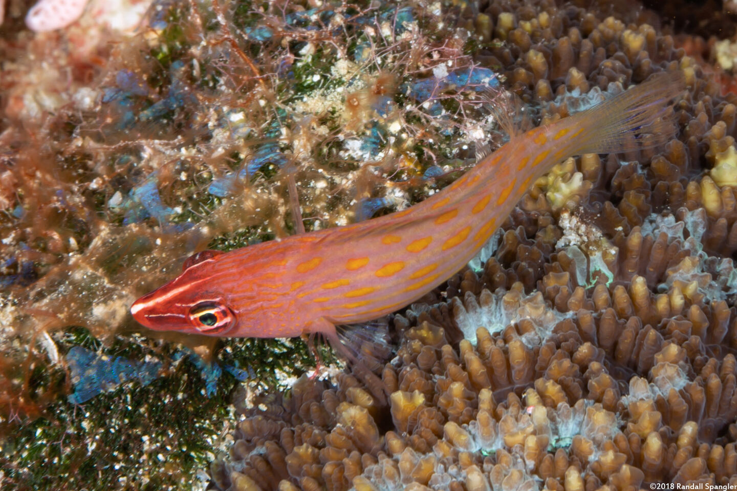 Pseudocheilinus octotaenia (Eightline Wrasse)