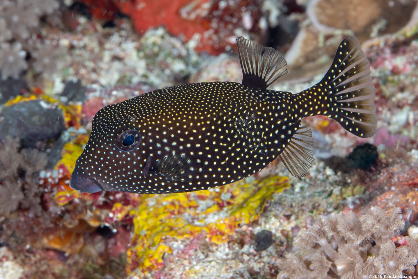 Ostracion meleagris (Spotted Boxfish)