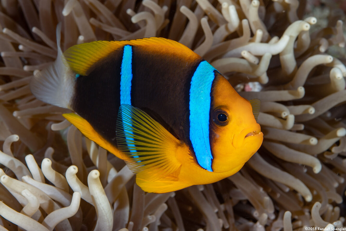 Amphiprion chrysopterus (Orangefin Anemonefish)