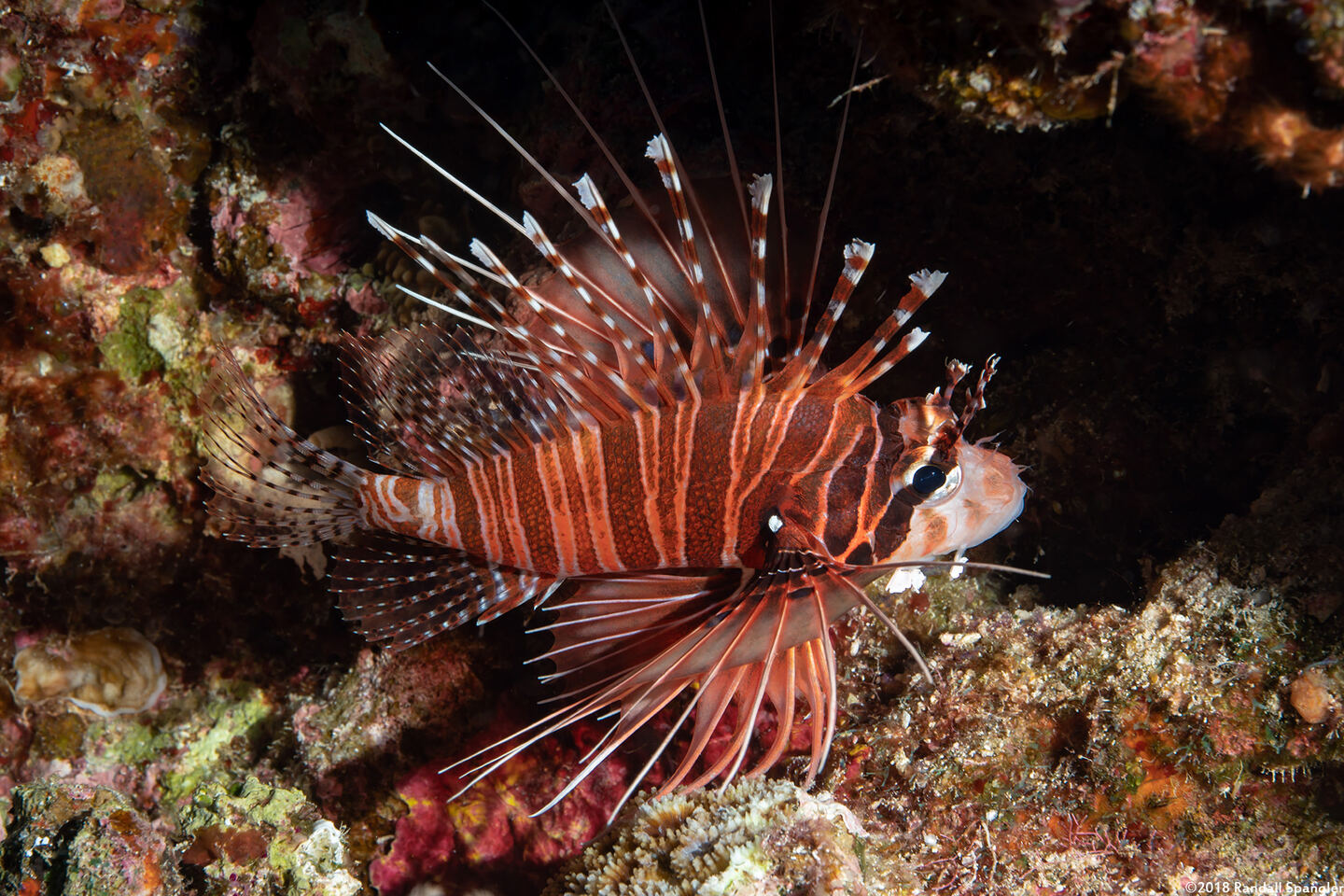 Pterois antennata (Spotfin Lionfish)