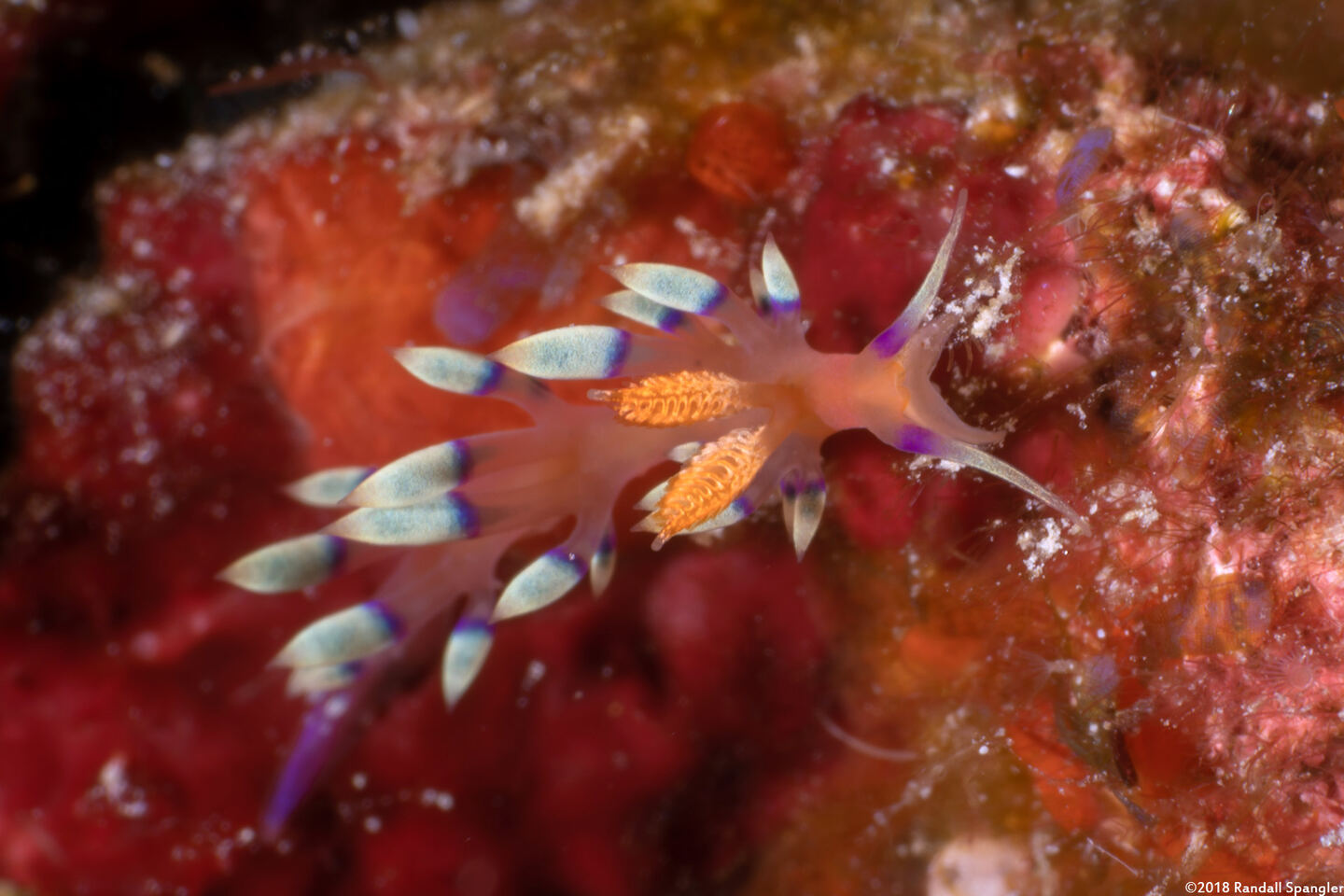 Coryphellina exoptata (Desirable Flabellina)