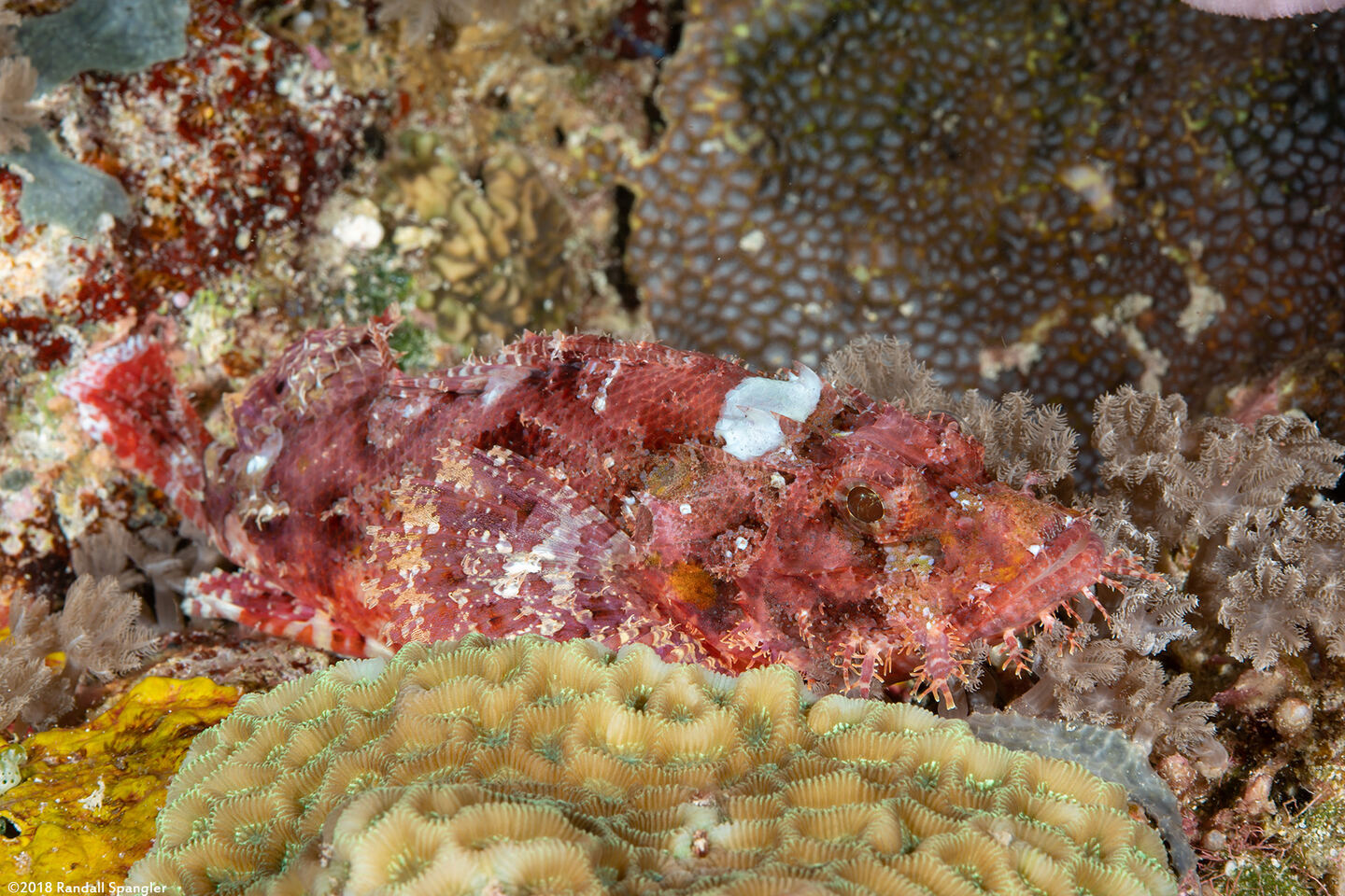 Scorpaenopsis oxycephala (Tasseled Scorpionfish)