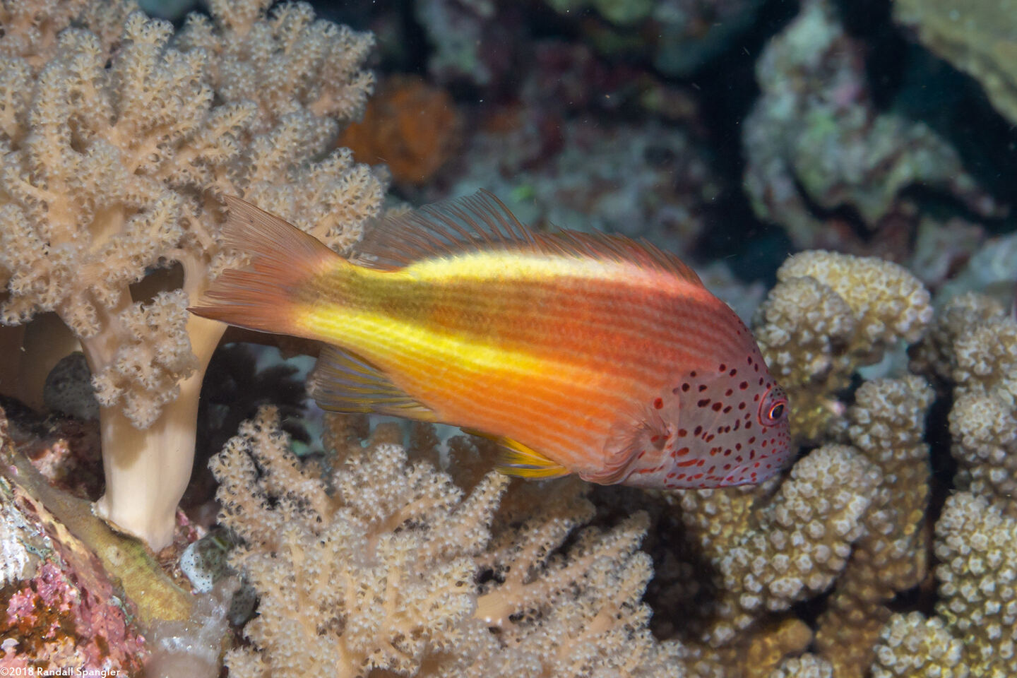 Paracirrhites forsteri (Freckled Hawkfish)