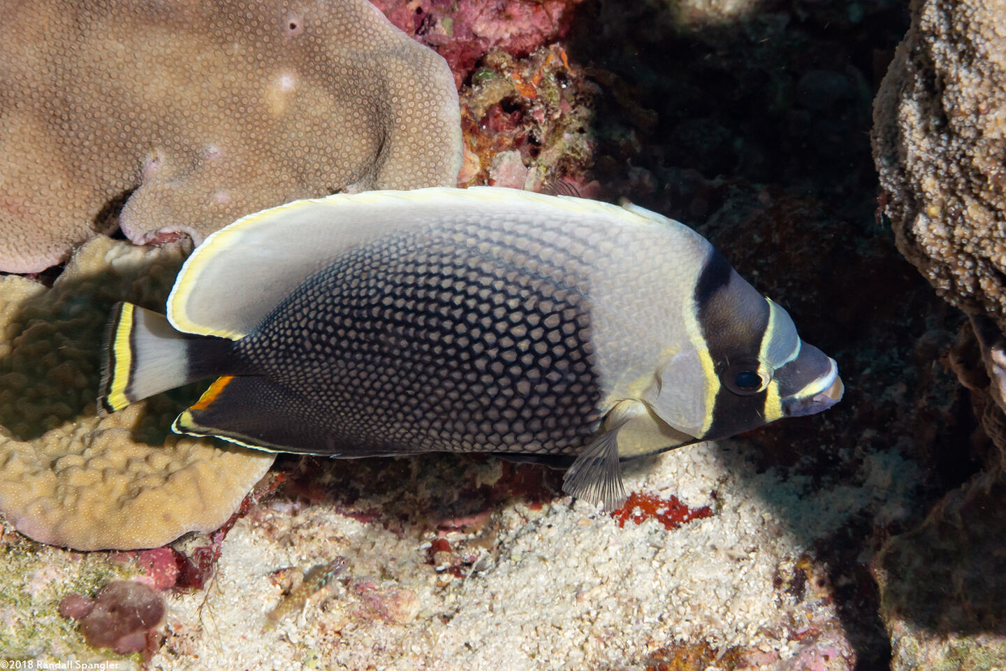 Chaetodon reticulatus (Reticulated Butterflyfish)
