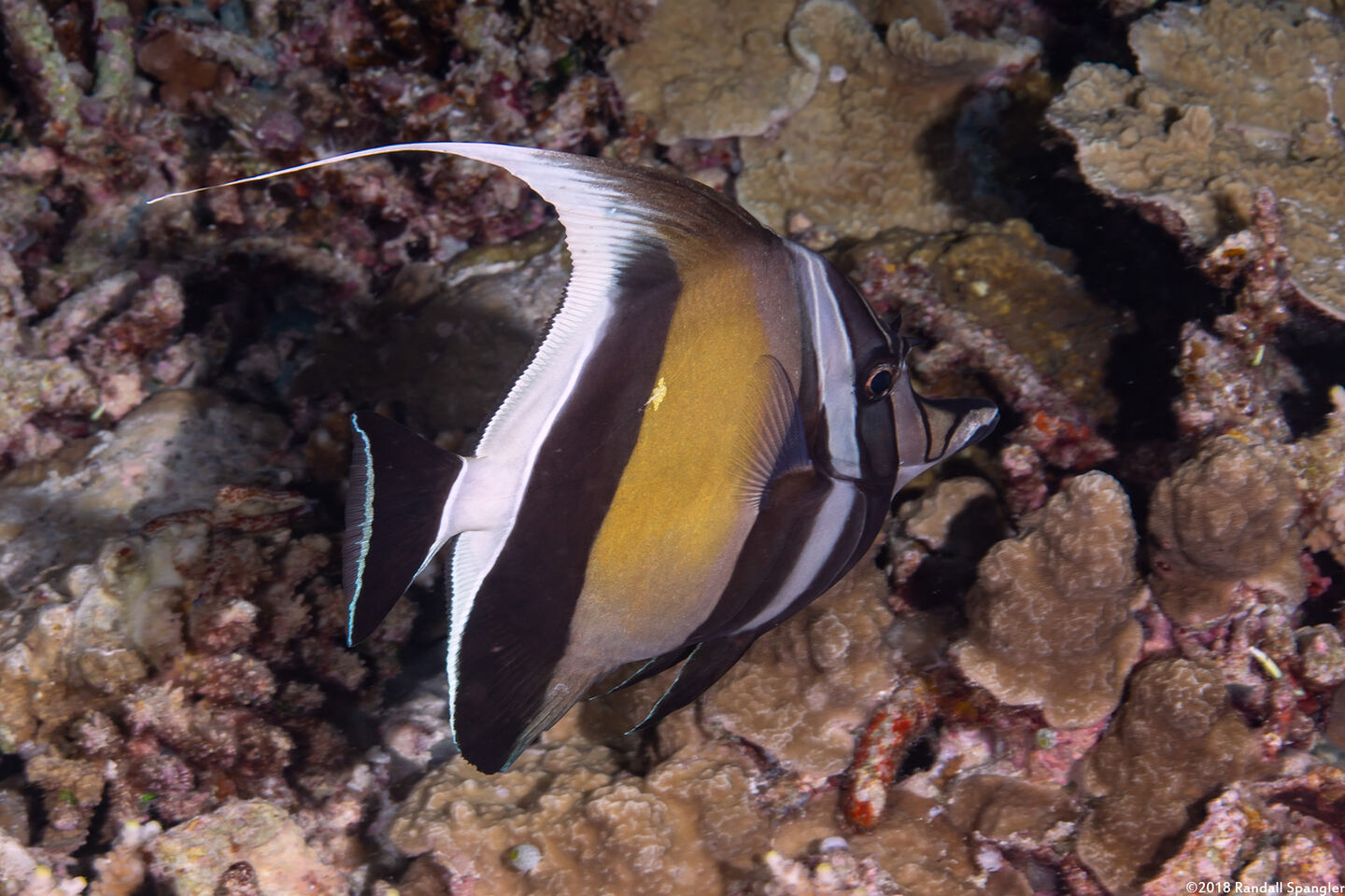 Zanclus cornutus (Moorish Idol)