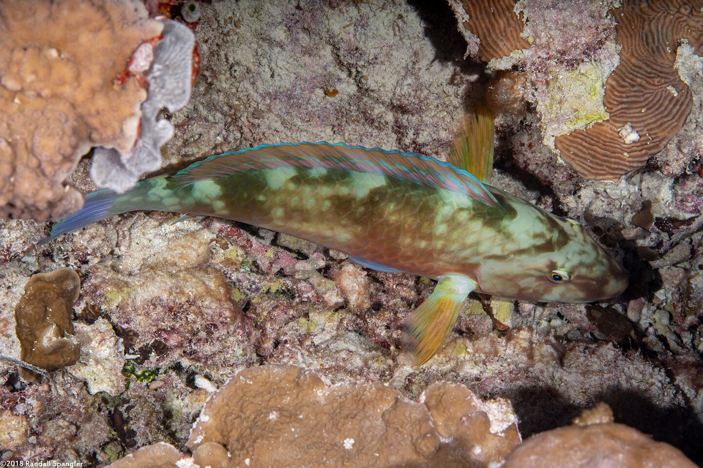 Calotomus carolinus (Stareye Parrotfish)