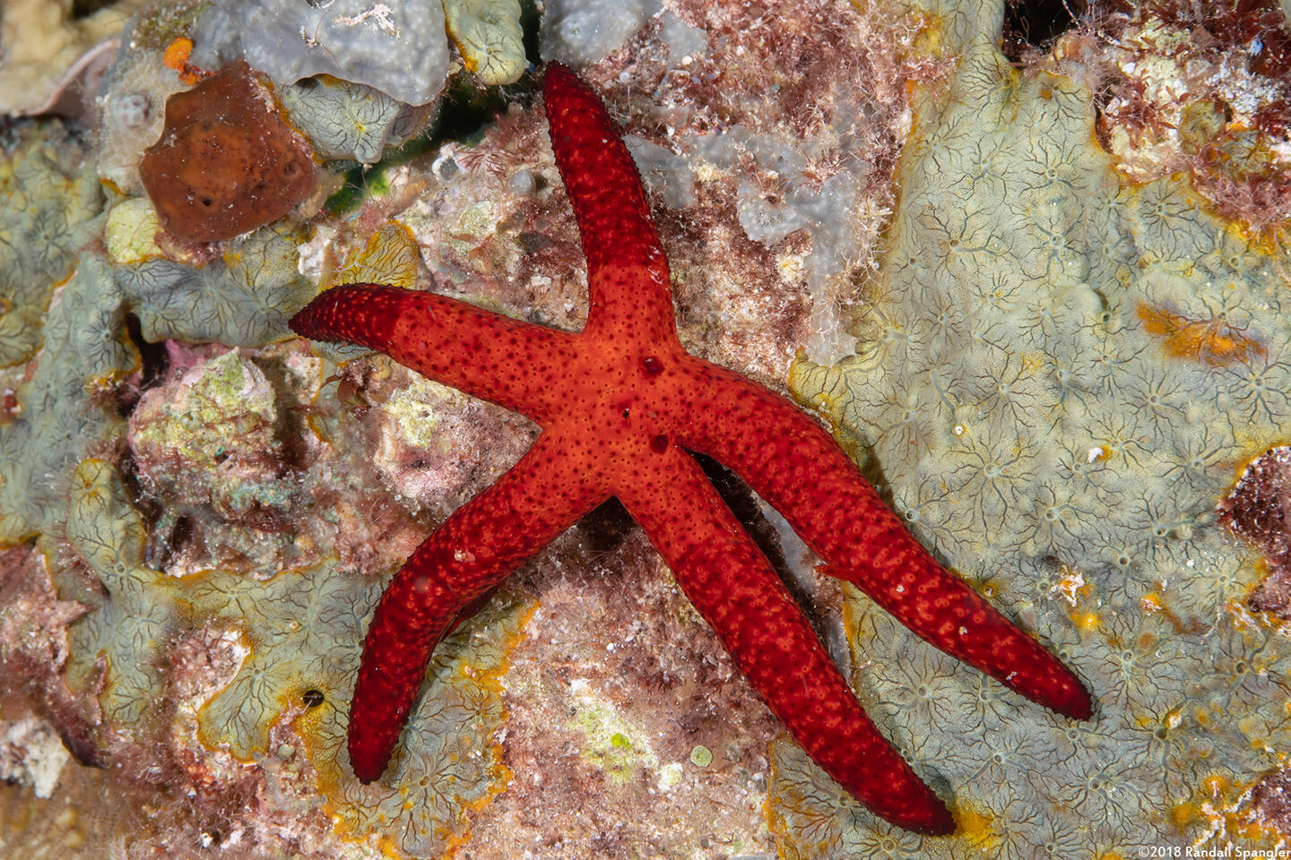 Echinaster luzonicus (Luzon Sea Star)