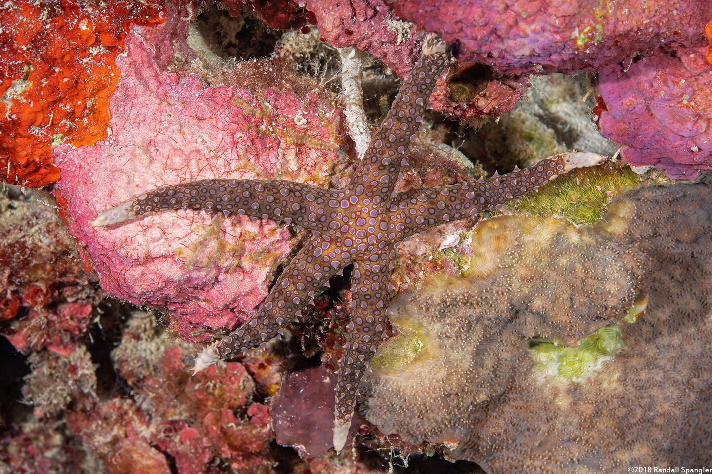 Gomophia egyptiaca (Egyptian Sea Star)