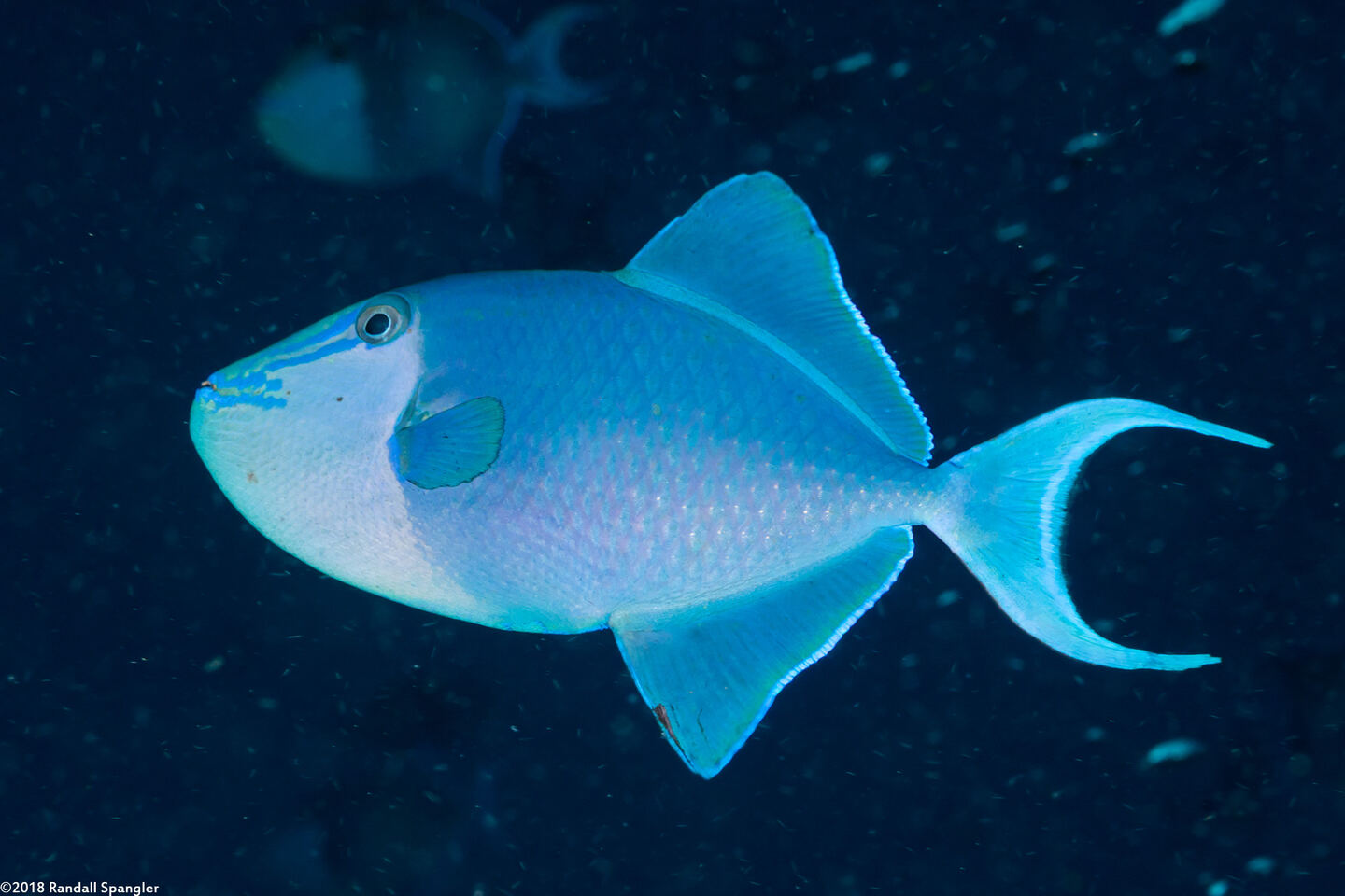 Odonus niger (Redtooth Triggerfish)