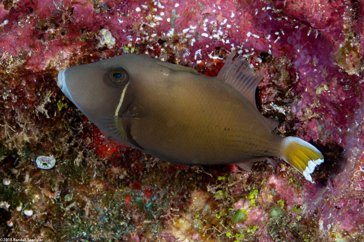 Sufflamen chrysopterum (Flagtail Triggerfish)