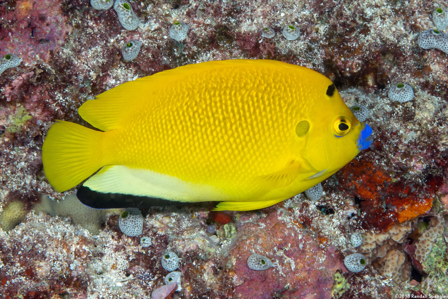 Apolemichthys trimaculatus (Three-Spot Angelfish)