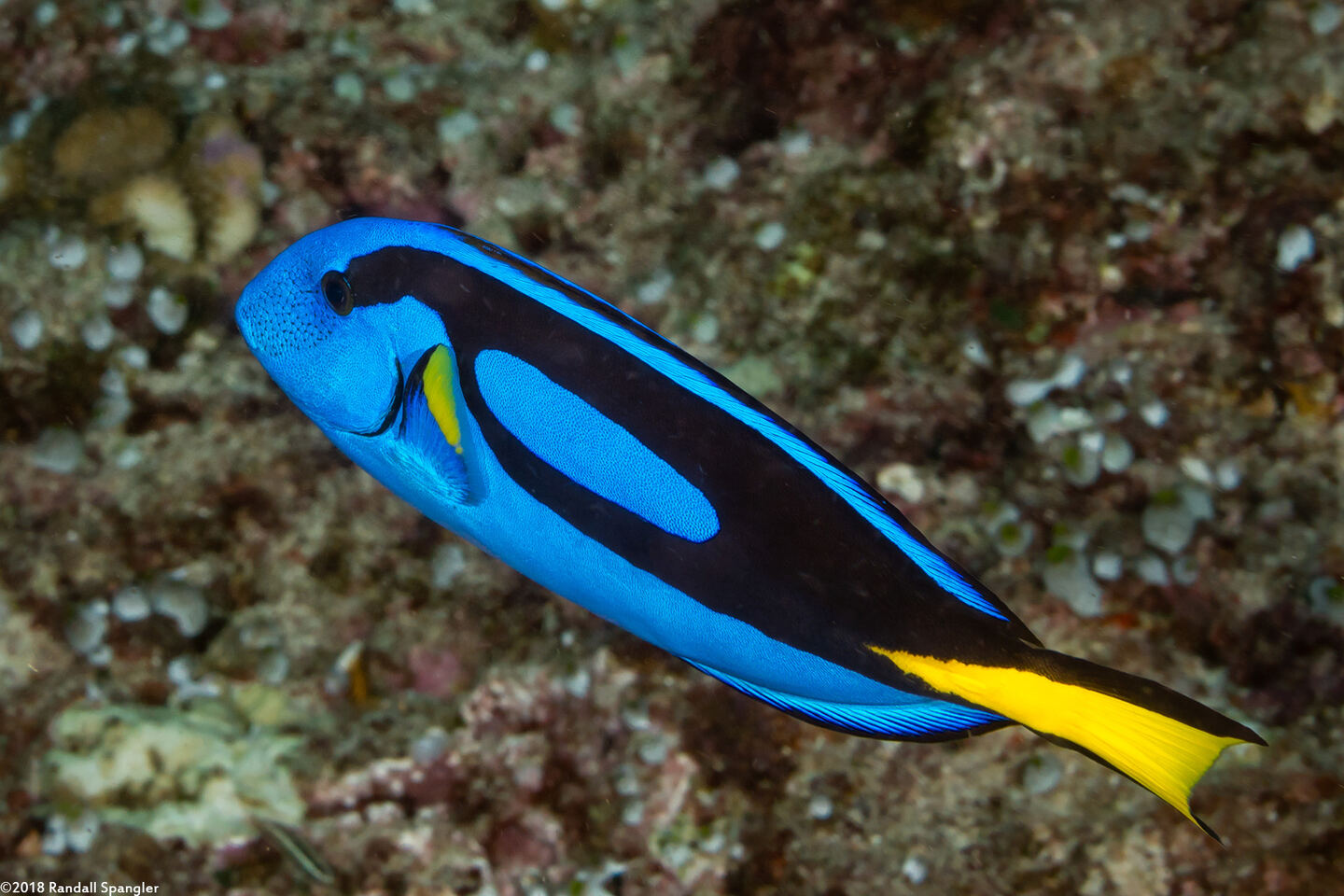 Paracanthurus hepatus (Palette Surgeonfish)