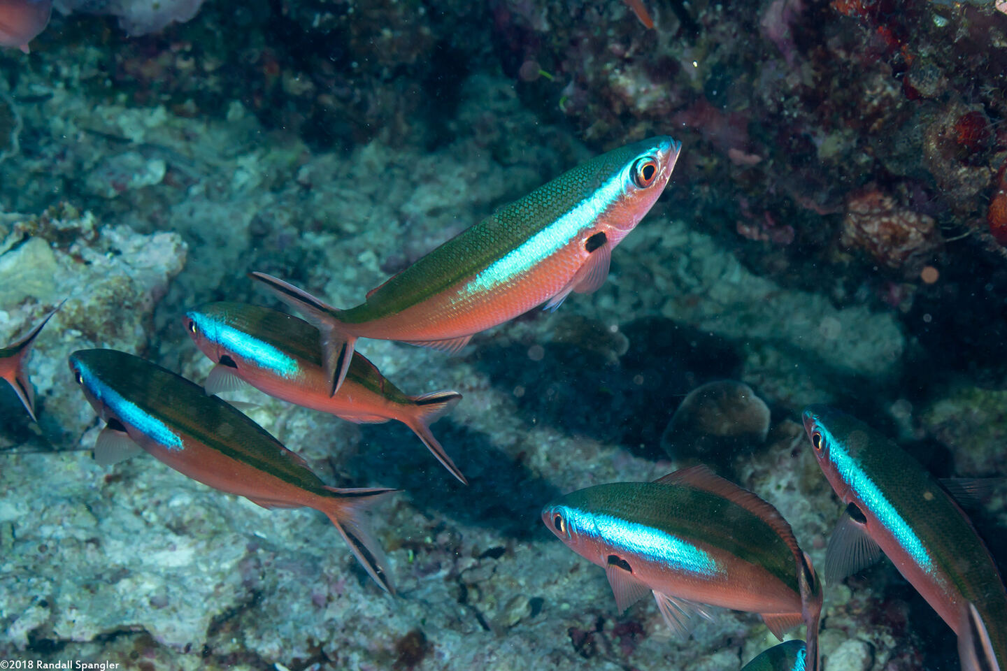 Pterocaesio tile (Bluestreak Fusilier)
