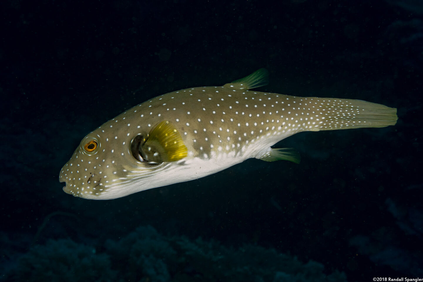Arothron hispidus (White-Spotted Puffer)