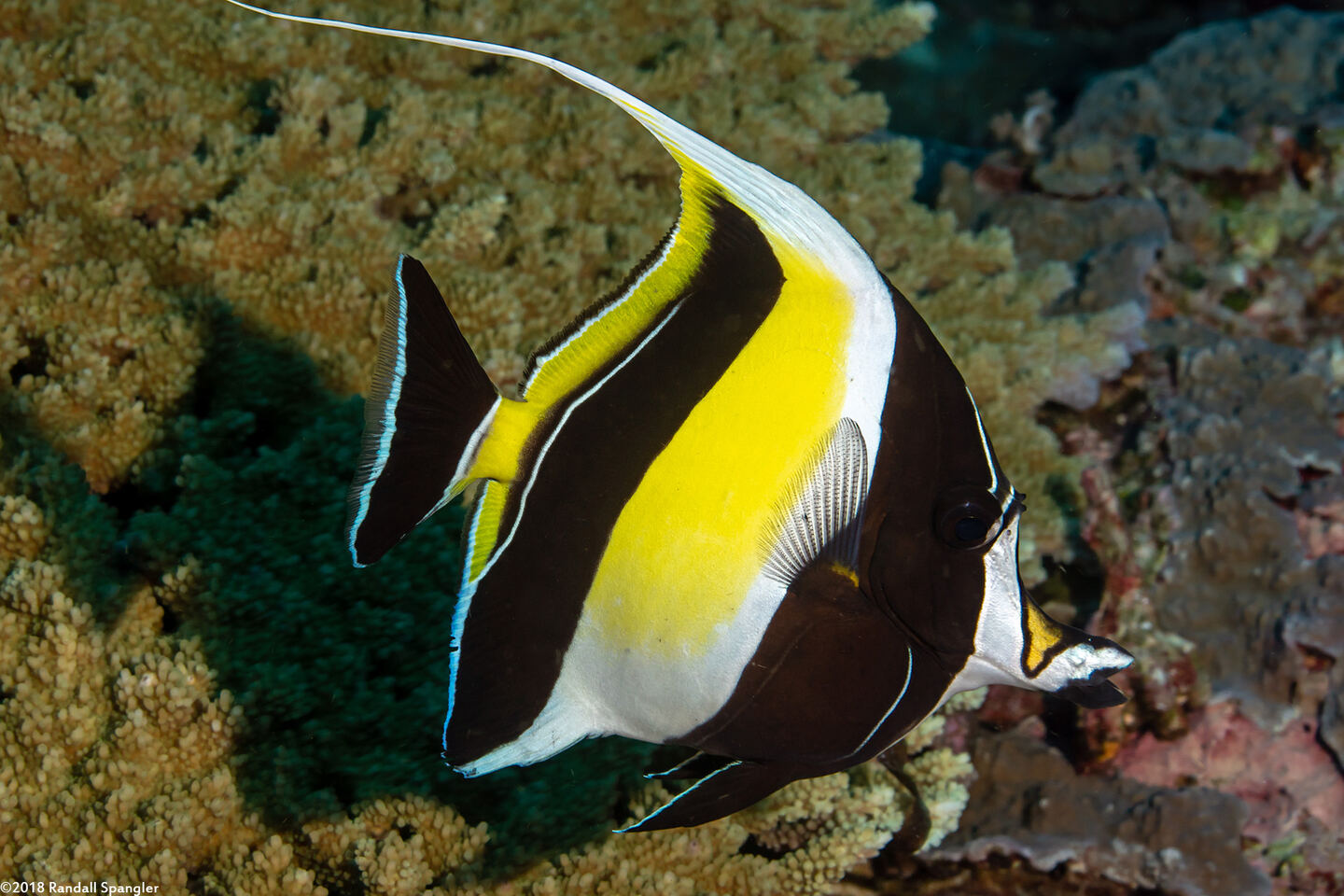 Zanclus cornutus (Moorish Idol)