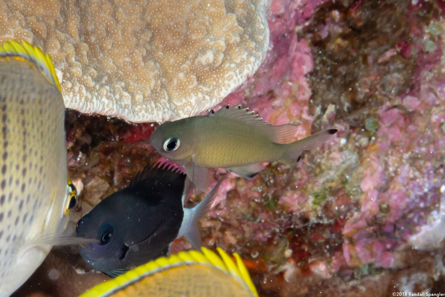Chromis lepidolepis (Scaly Chromis)