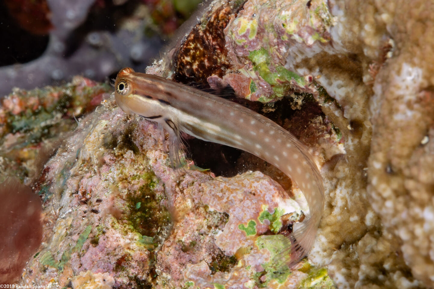 Ecsenius yaeyamaensis (Yaeyama Coralblenny)
