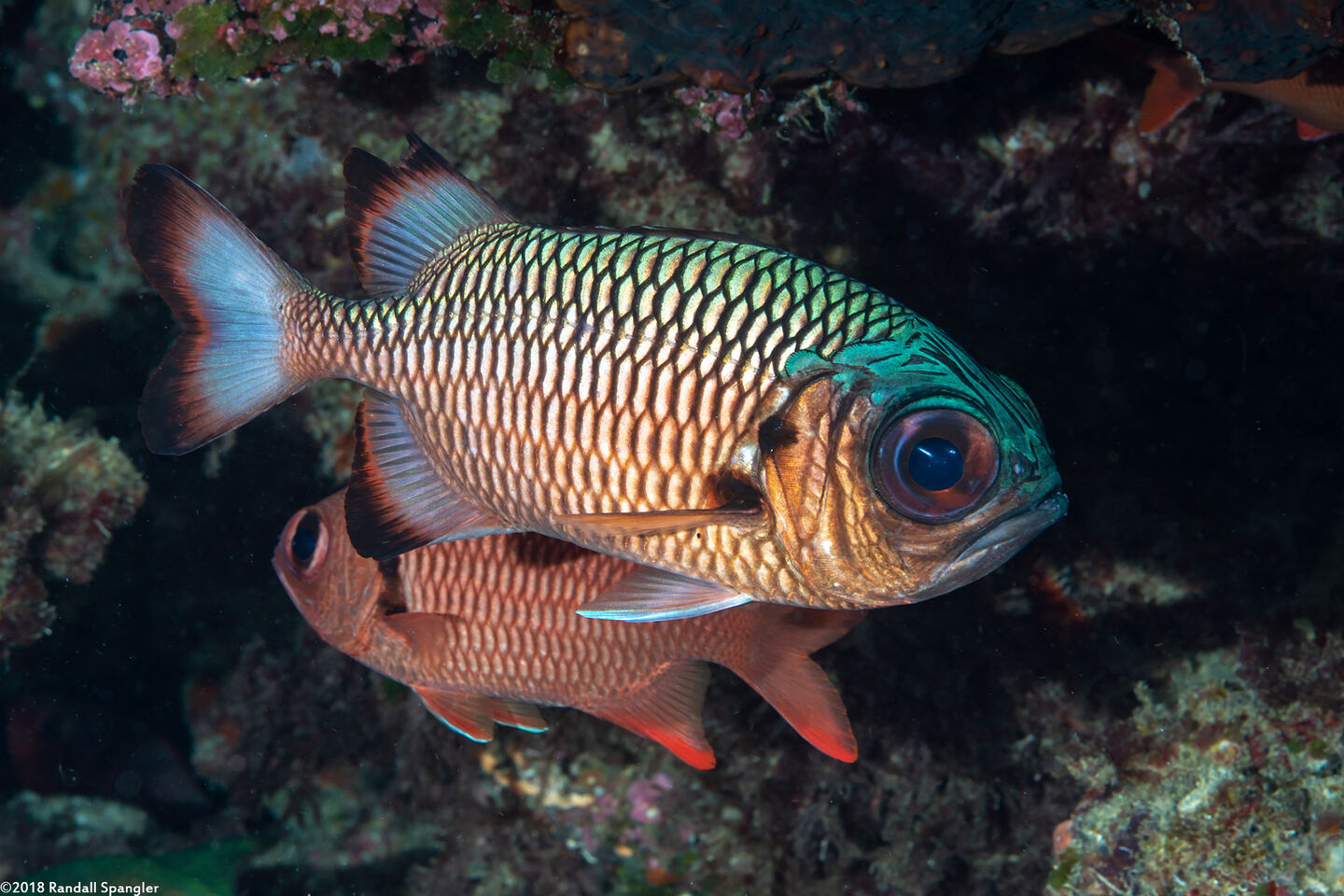 Myripristis adusta (Shadowfin Soldierfish)