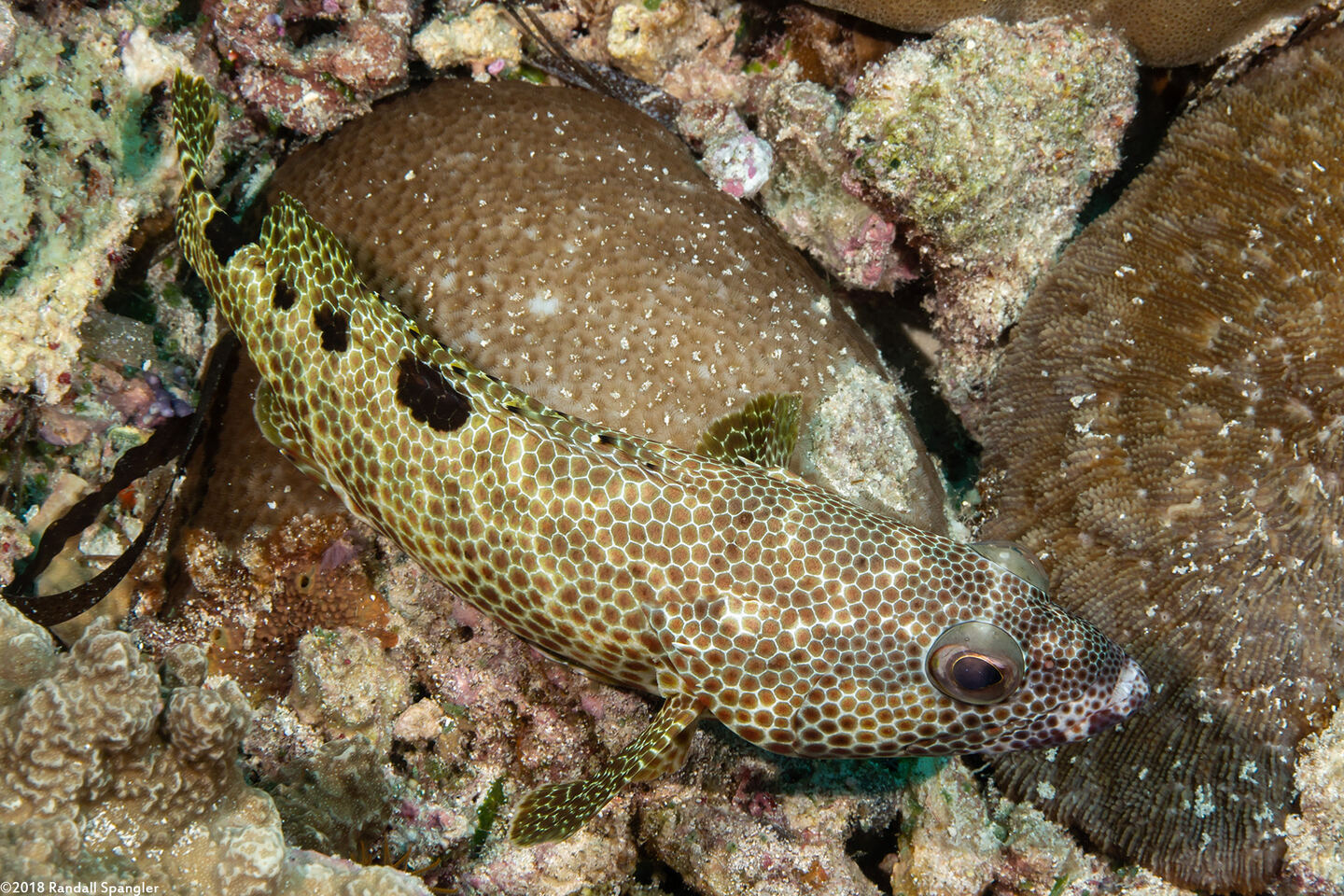 Epinephelus spilotoceps (Foursaddle Grouper)