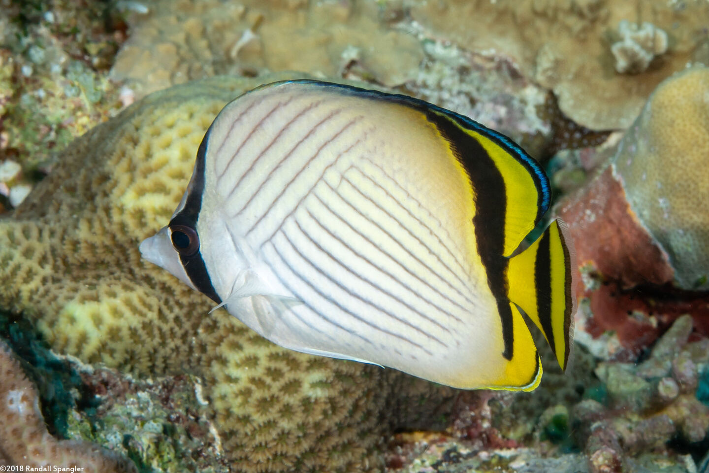 Chaetodon vagabundus (Vagabond Butterflyfish)