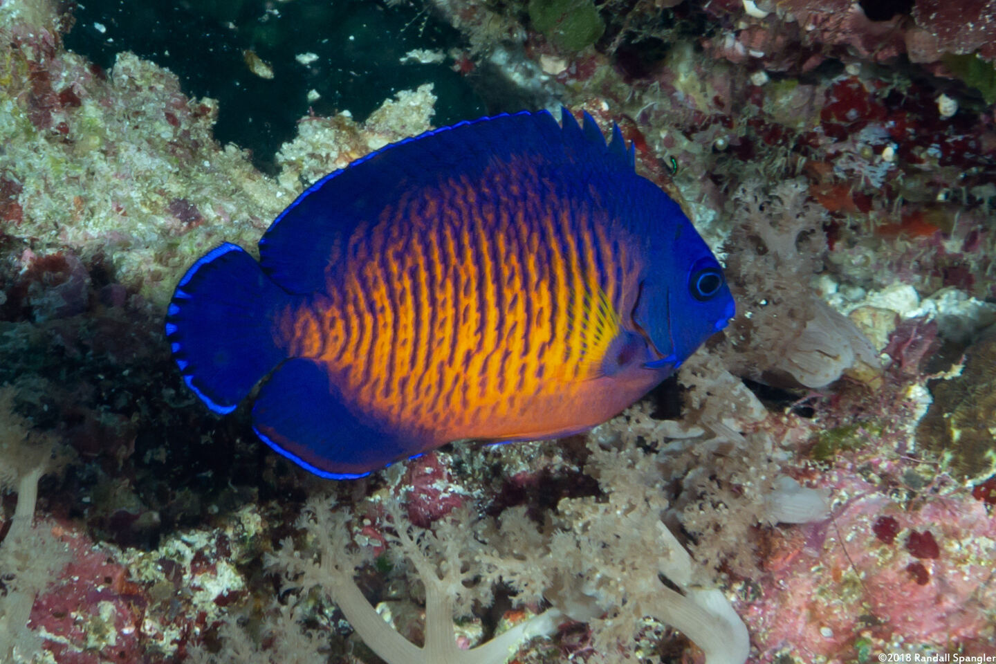 Centropyge bispinosa (Two-Spined Angelfish)