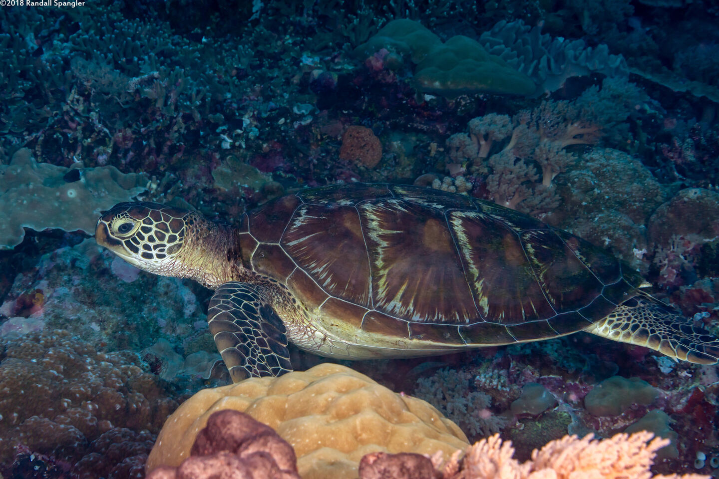 Chelonia mydas (Green Sea Turtle)