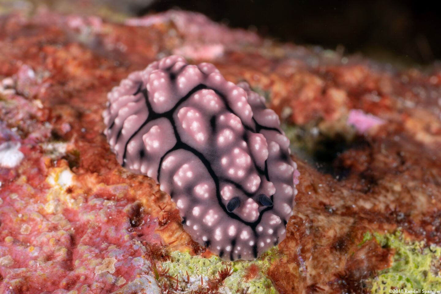 Phyllidiella pustulosa (Pustulose Phyllidia)