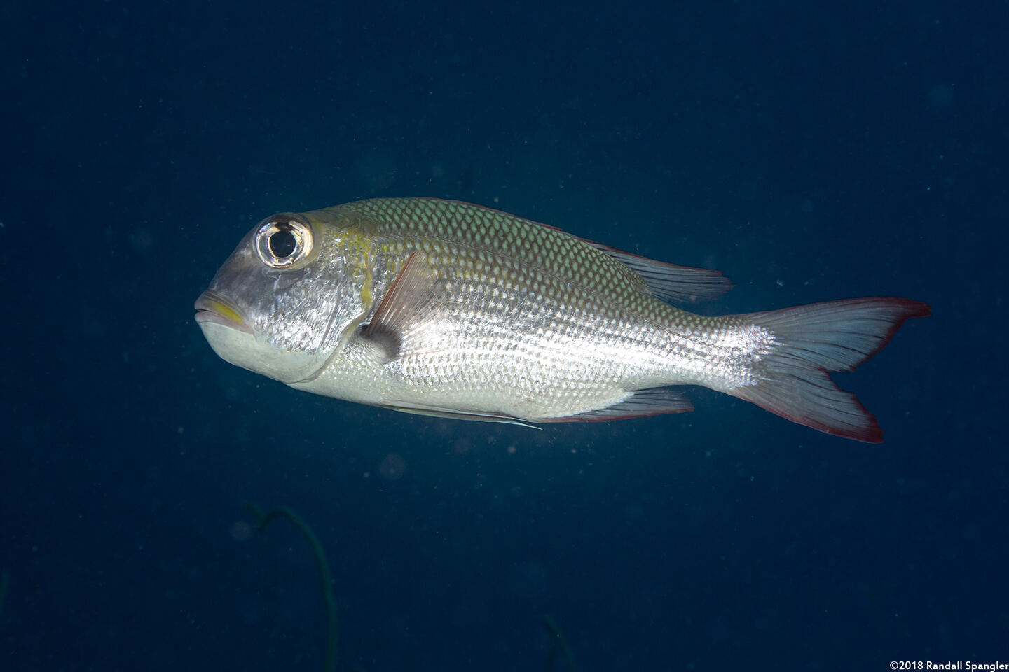 Monotaxis grandoculis (Humpnose Bigeye Bream)