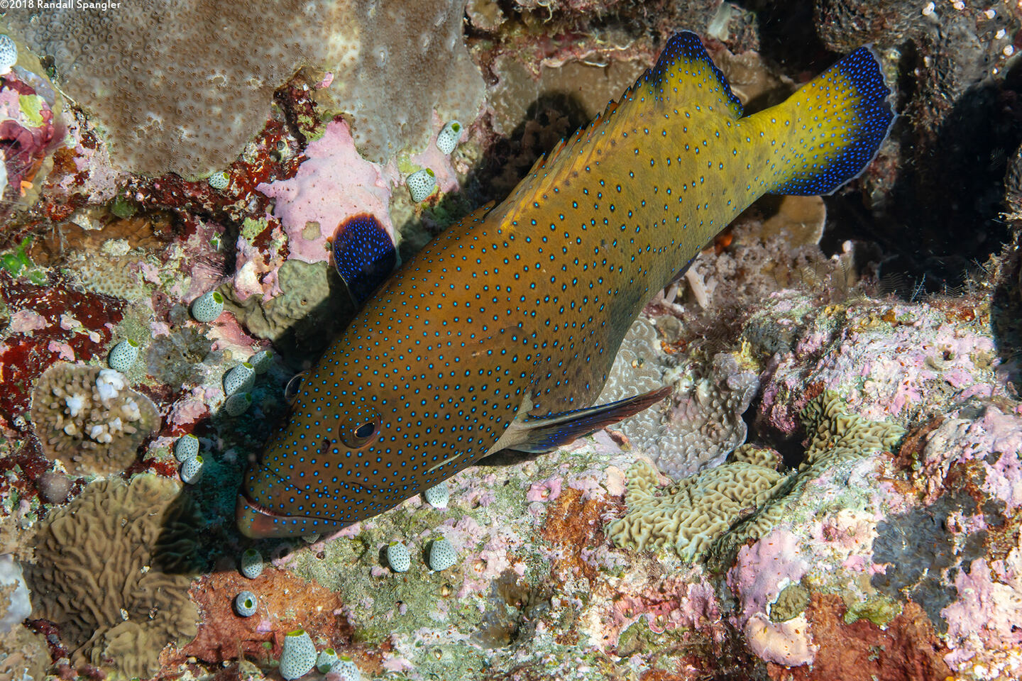 Cephalopholis argus (Peacock Grouper)
