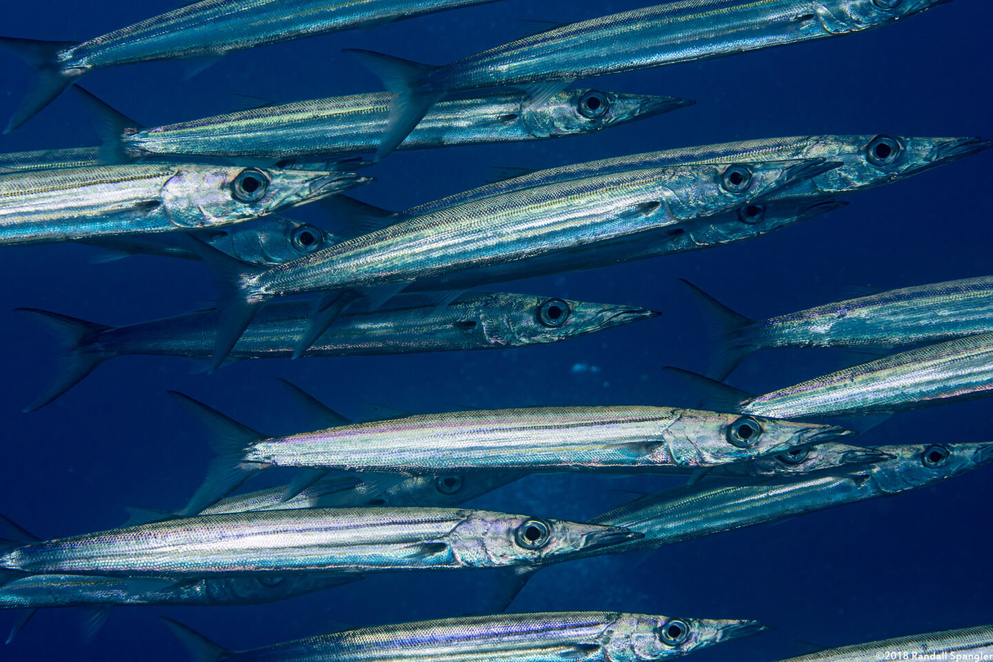 Sphyraena helleri (Heller's Barracuda)