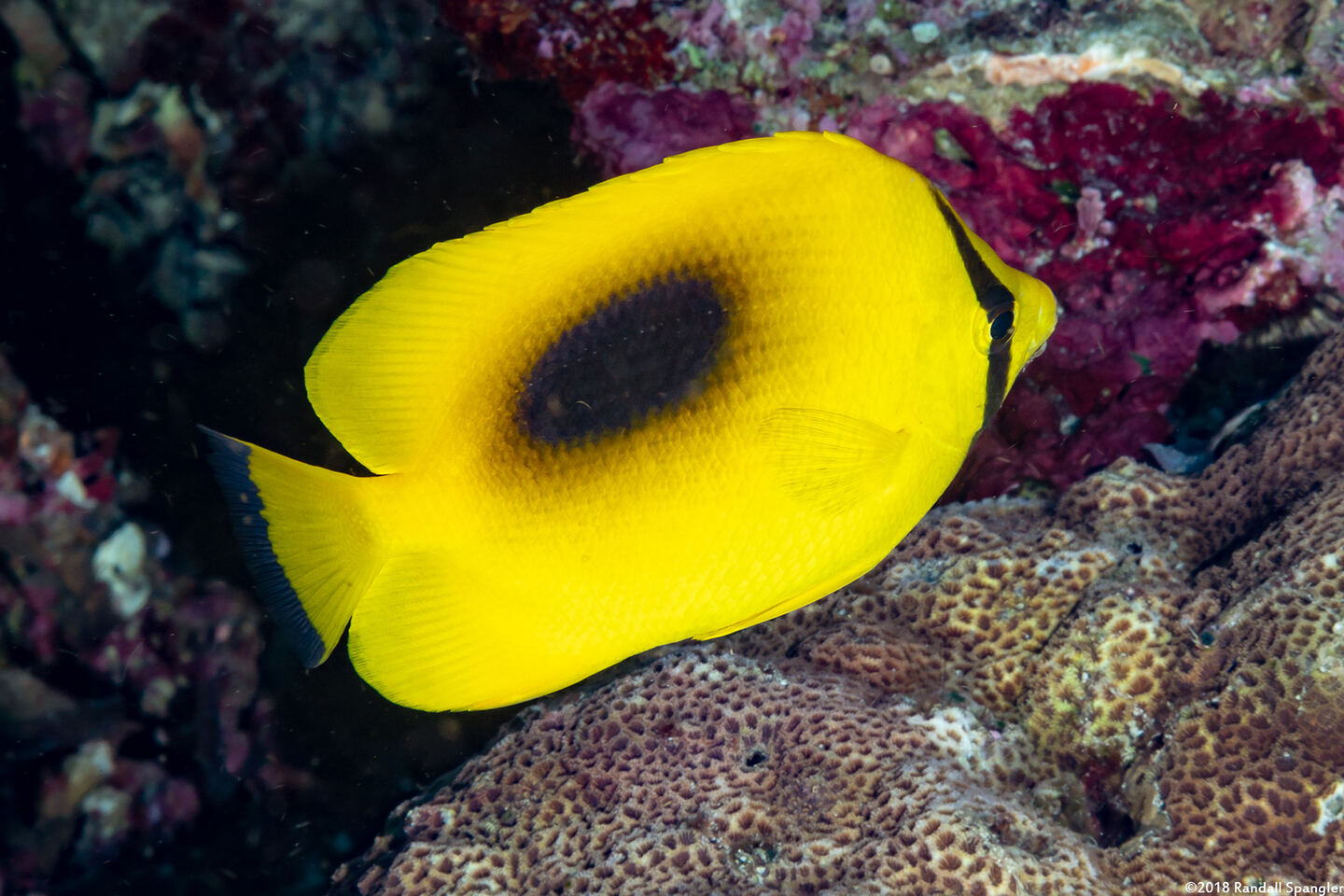 Chaetodon speculum (Oval-Spot Butterflyfish)