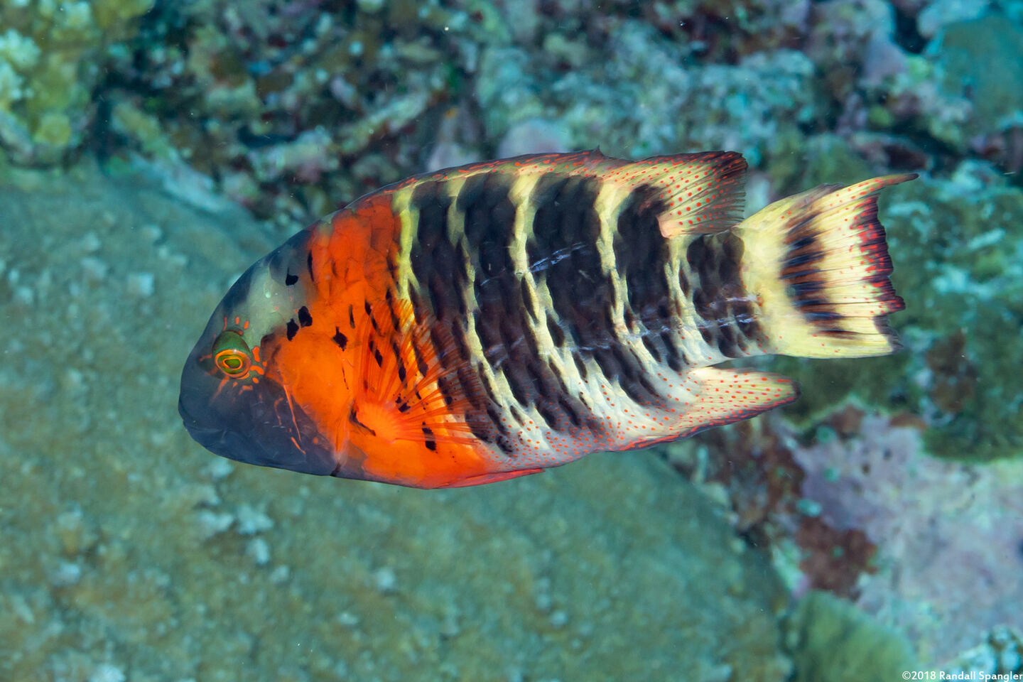 Cheilinus fasciatus (Redbreasted Wrasse)