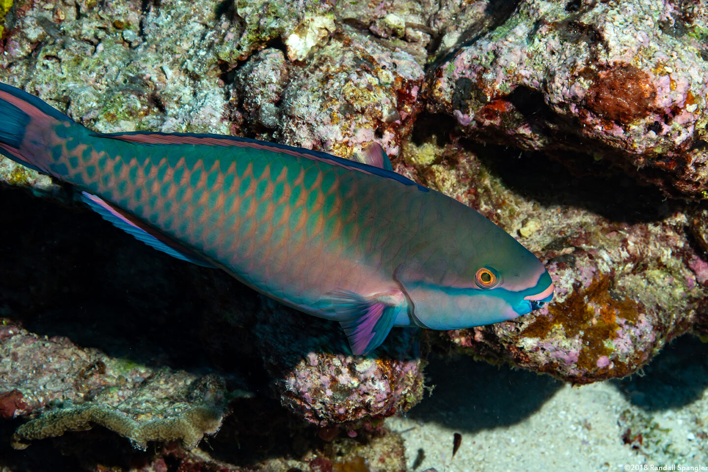 Scarus forsteni (Bluepatch Parrotfish)