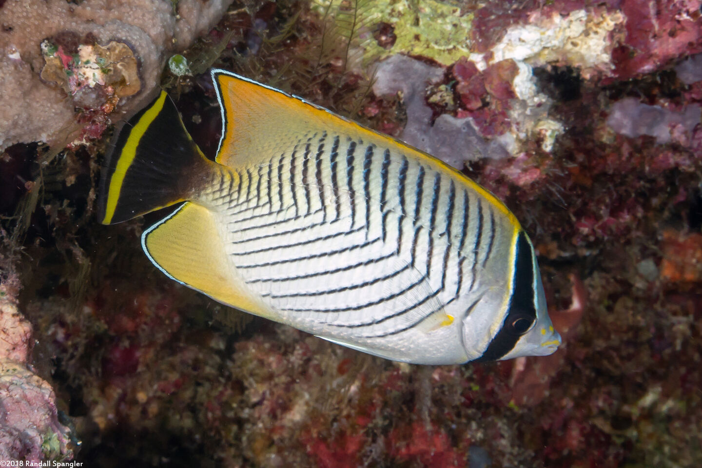 Chaetodon trifascialis (Chevroned Butterflyfish)