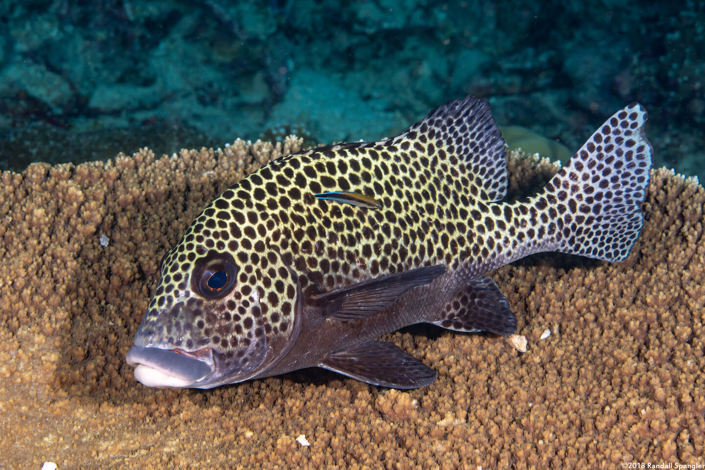 Plectorhinchus chaetodonoides (Many-Spotted Sweetlips)