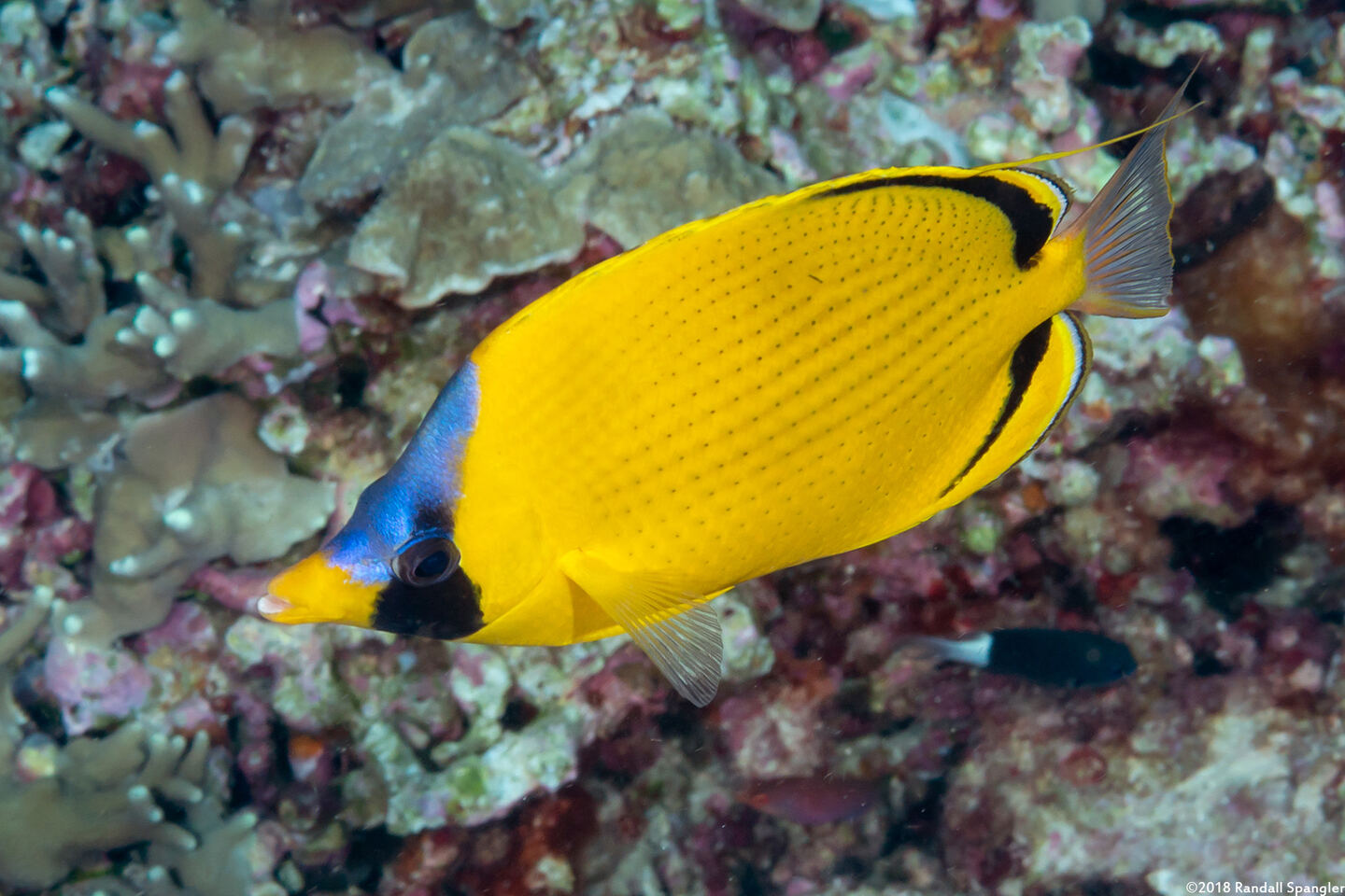 Chaetodon semeion (Dotted Butterflyfish)